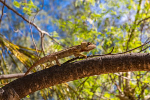 Panther-Chamäleon (Furcifer pardalis) auf Baum, Sakalava Strand, Oronjia Nationalpark, Antsiranana, Diego Suarez, Gemeinde Ramena, Madagaskar, Afrika, Indischer Ozean Panther-Chamäleon (Furcifer pardalis) auf Baum, Sakalava Strand, Oronjia Nationalpark, Antsiranana, Diego Suarez, Gemeinde Ramena, Madagaskar, Afrika, Indischer Ozean